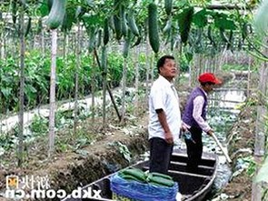 娱乐吃瓜酱食堂大叔火速蹿红背后，揭秘网络热门事件的多维解读